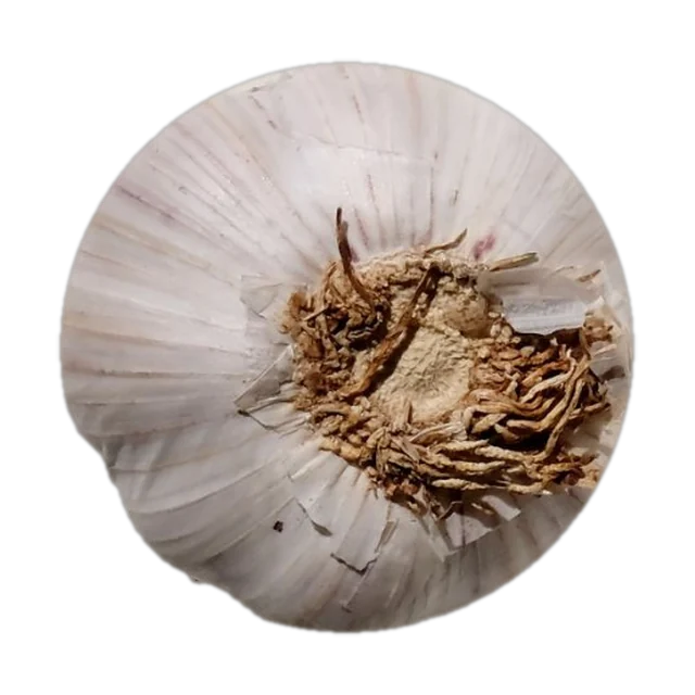 Garlic